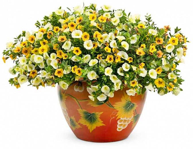 Calibrachoa 'Superbells Saffron', Superbells Saffron Calibrachoa, Mounding Calibrachoa, Trailing Calibrachoa, Yellow Calibrachoa, Yellow Flowers